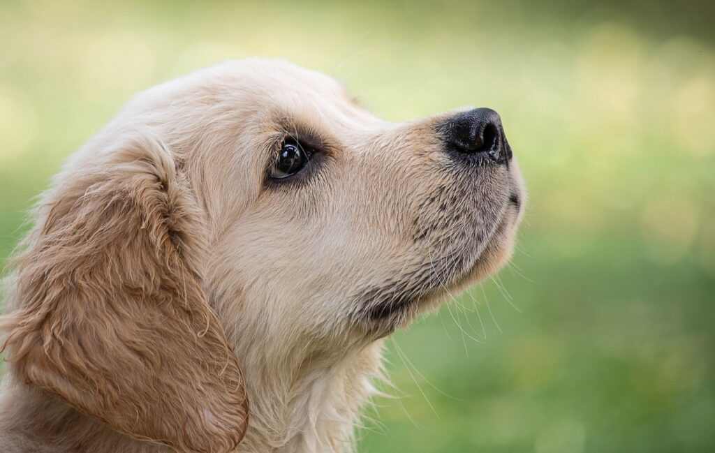 Reico Vital prezzi prodotti crocchette cani distributore Italia