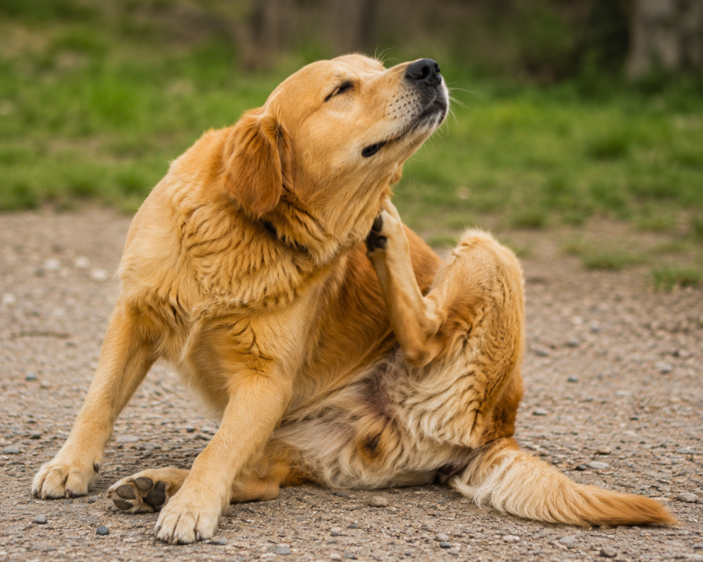 umido cane ipoallergenico